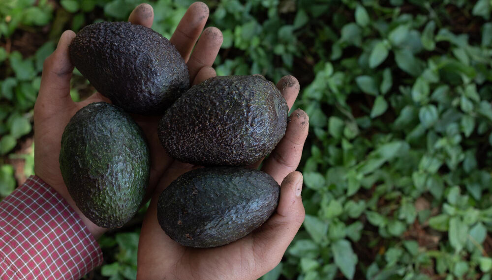 aguacates-cosechados-huerto-organico