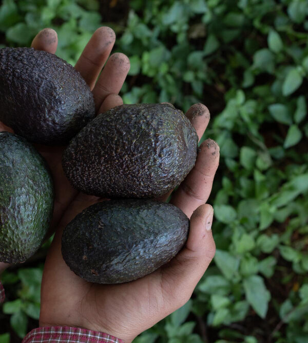 aguacates-cosechados-huerto-organico