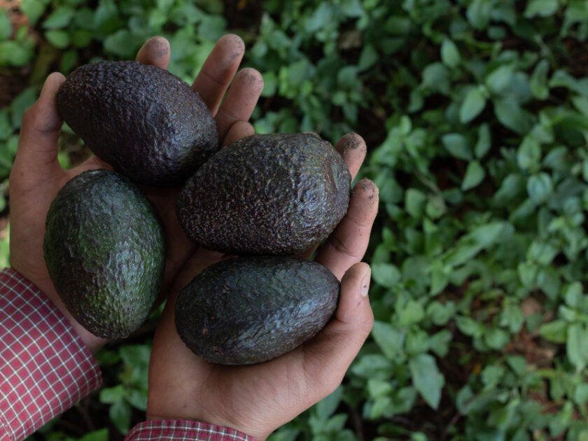 aguacates-cosechados-huerto-organico