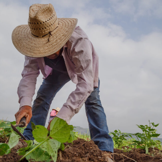 Vertical shot of a Hispanic farmer on his plantation in Mexico